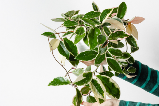Krimson Queen Hoya: a Prince of Philo Pop Up Plant Shop Special