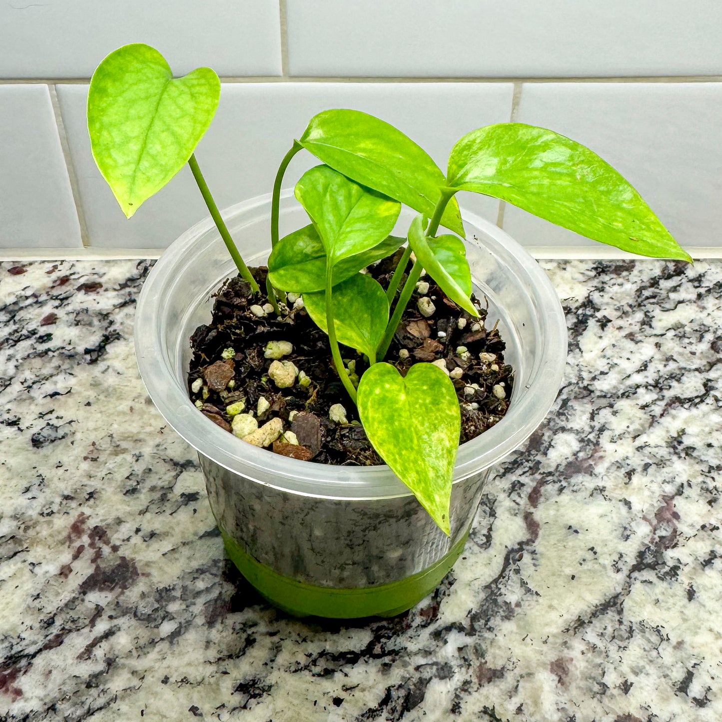 Epipremnum "Yellow Flame" in a clear pot, sporting yellow fiery variegation.