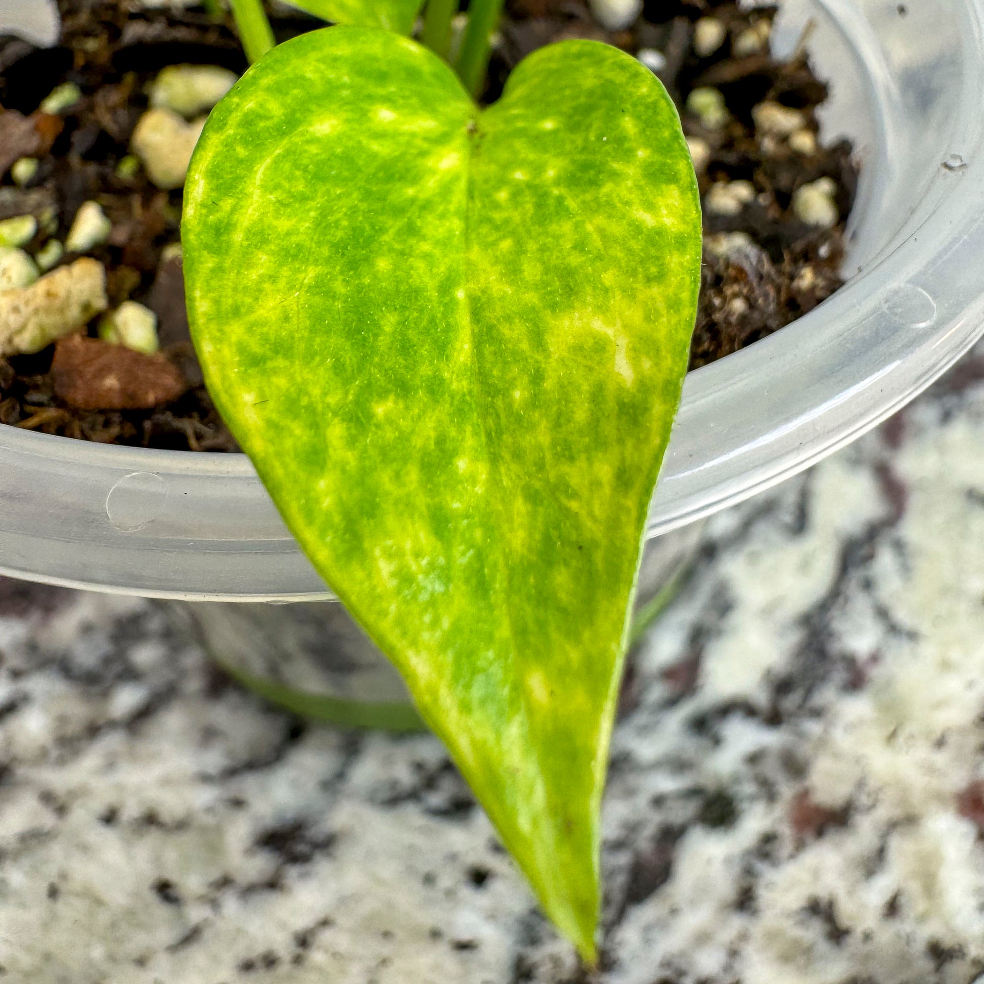 Close up of an Epipremnum "Yellow Flame" patches of yellow dancing across the leaves.