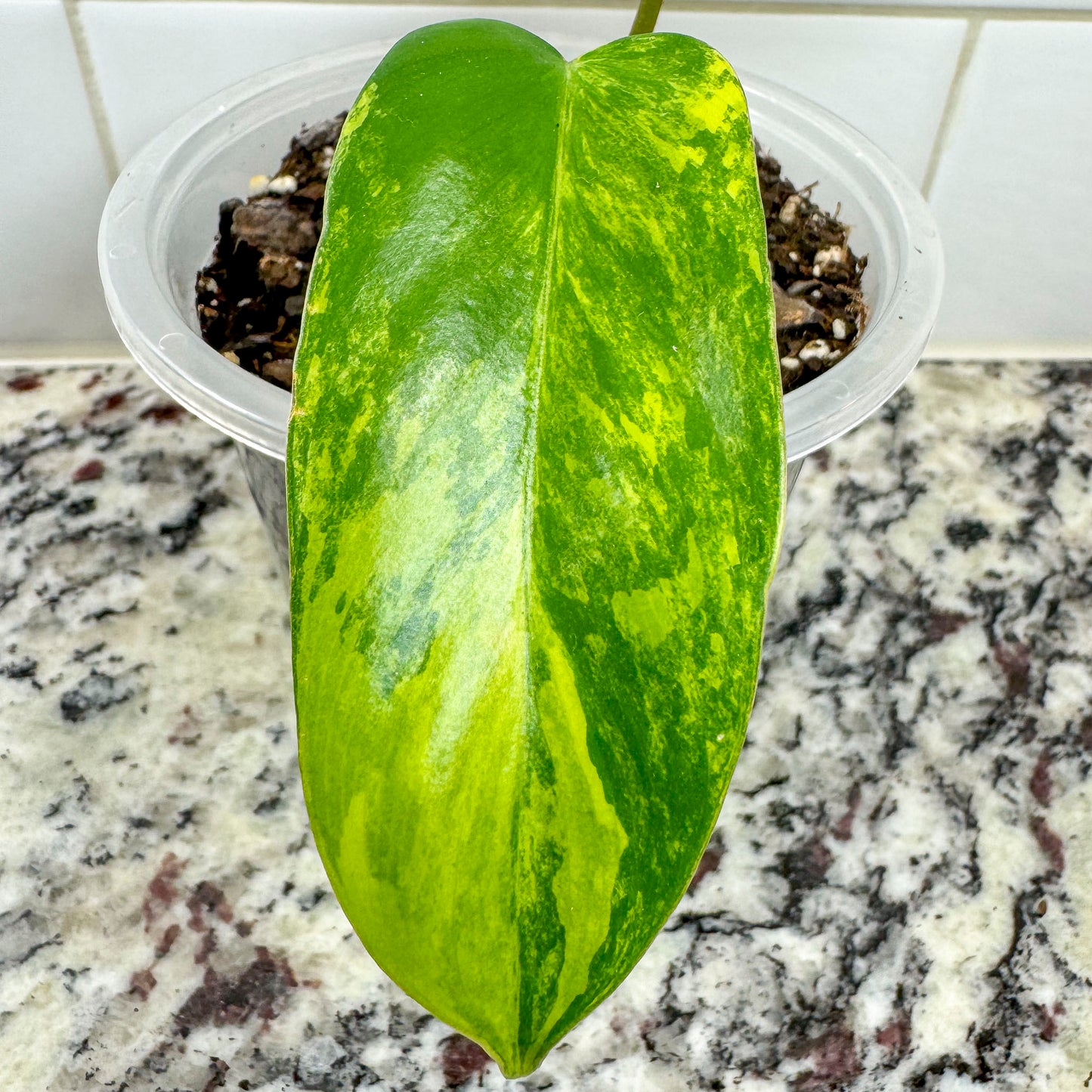 Philodendron "Florida Beauty"