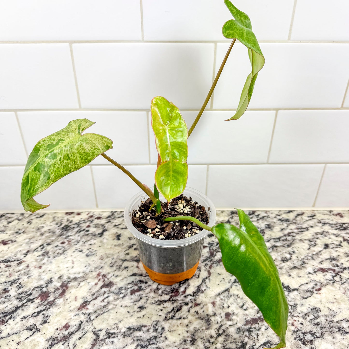 Philodendron "Paraiso Verde"