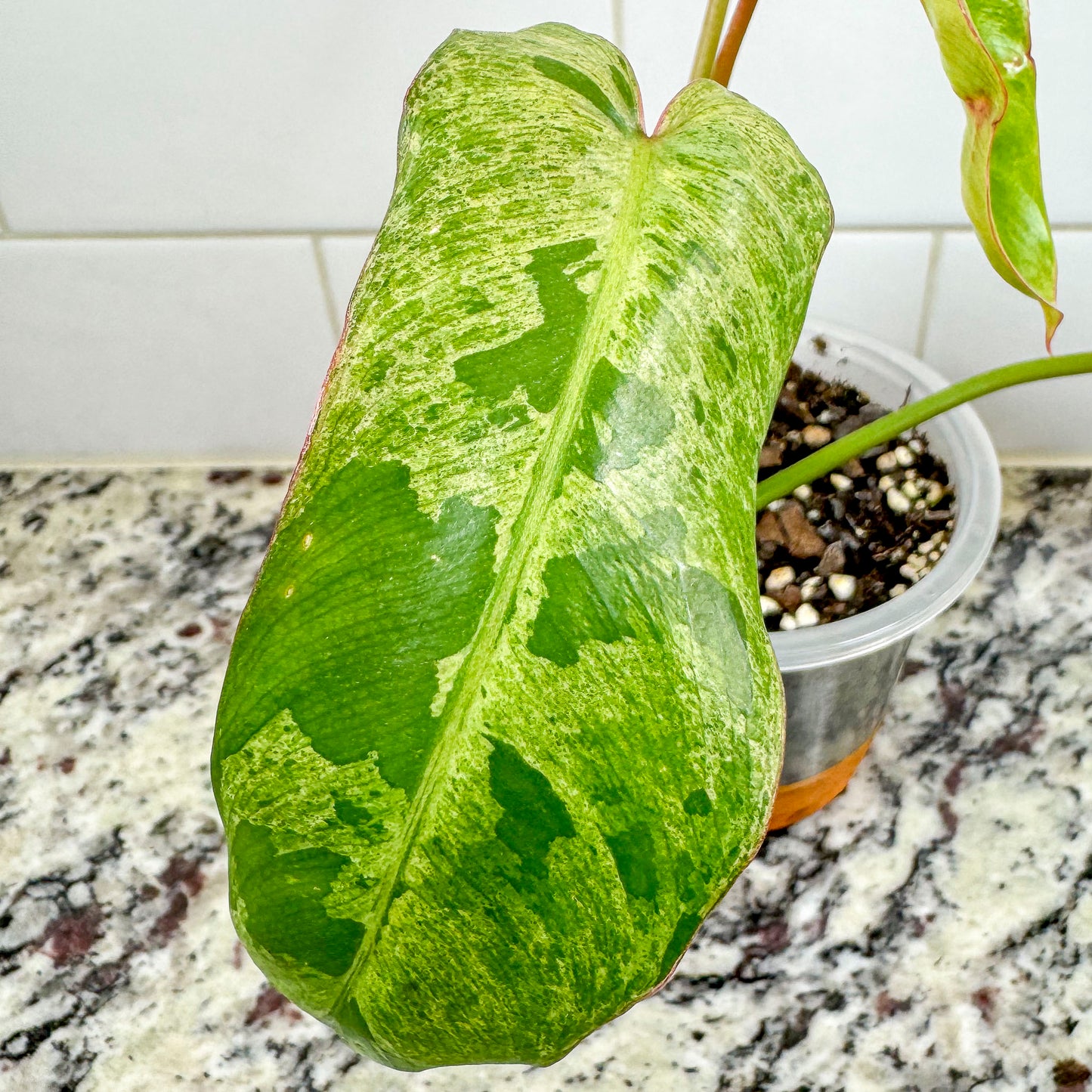 Philodendron "Paraiso Verde"