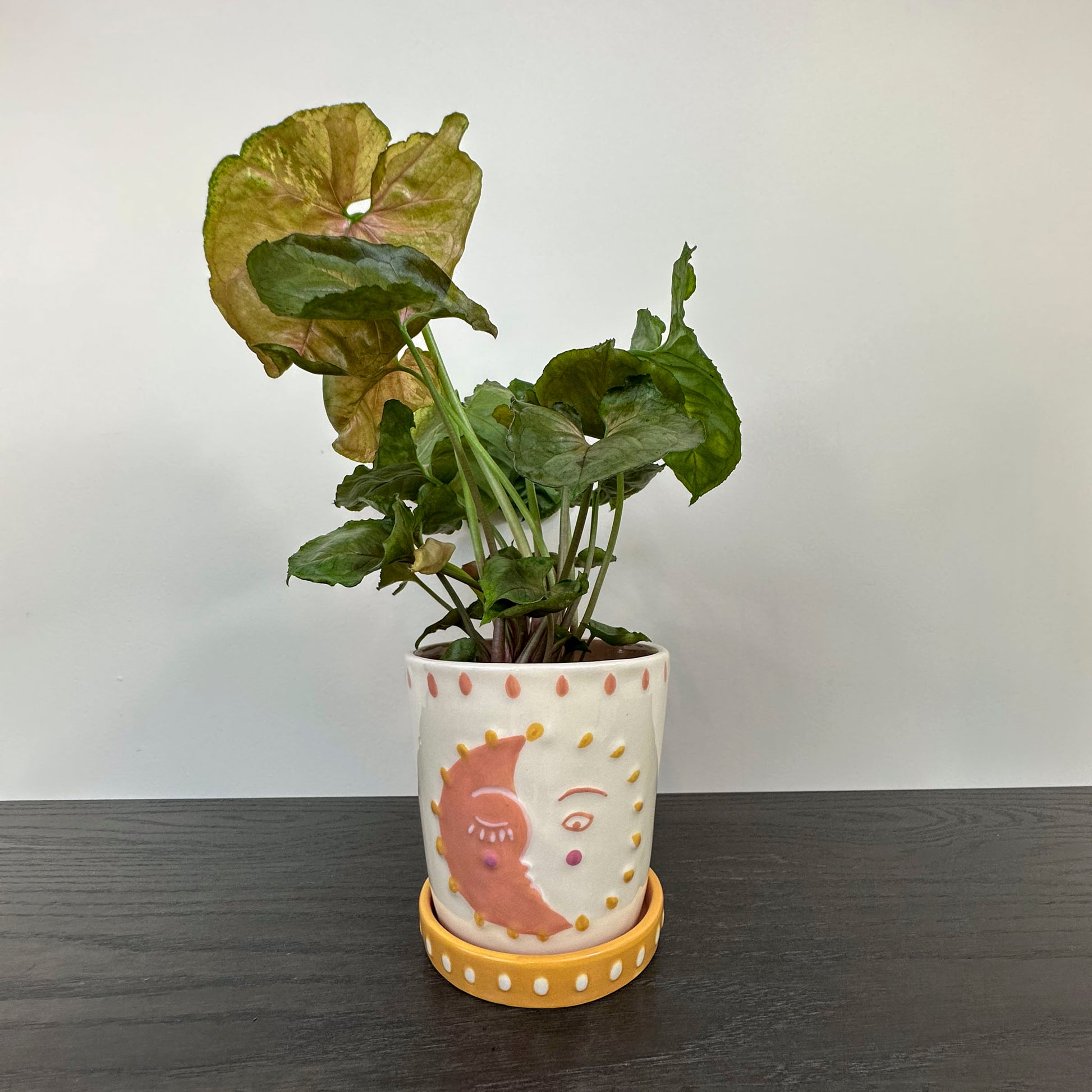 Sun and moon face planter holding a syngonium