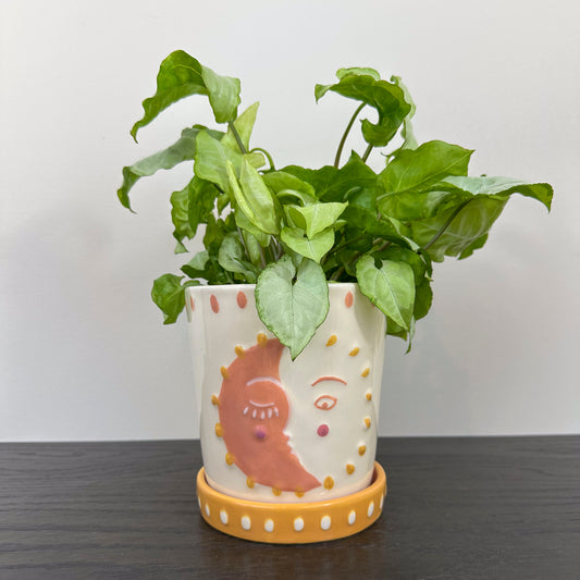Sun and moon planter holding a syngonium
