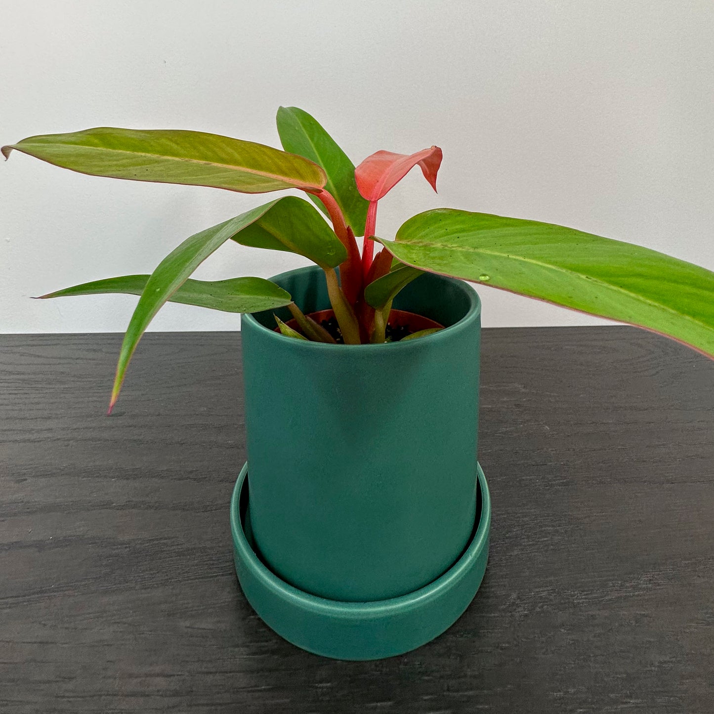 Green ceramic planter holding a philodendron