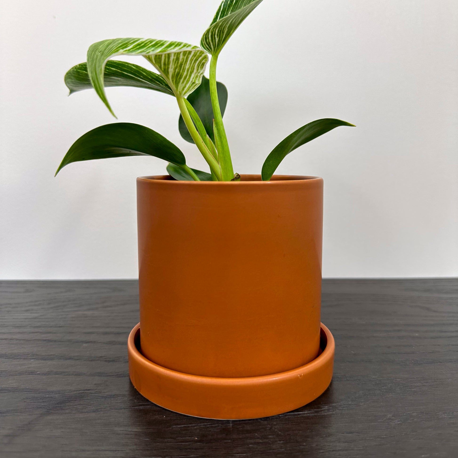 Rust ceramic planter holding a philodendron