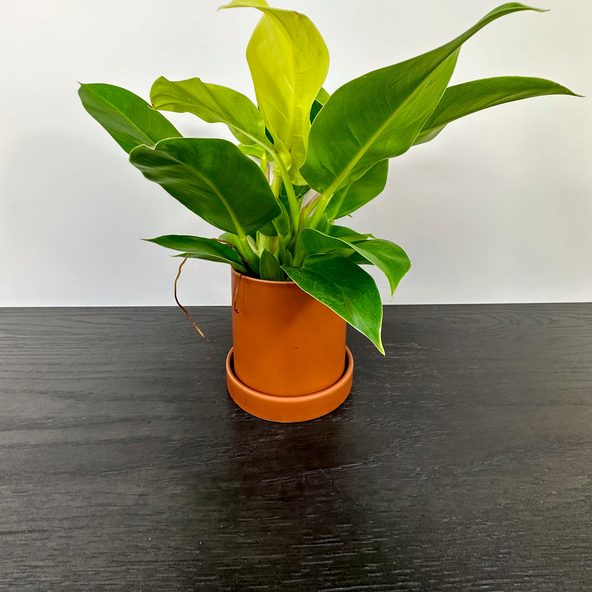 Rust ceramic planter holding a philodendron