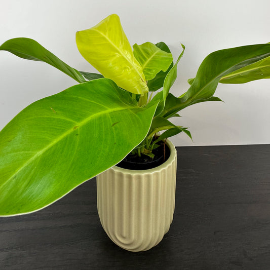 Ridged yellow planter holding a philodendron