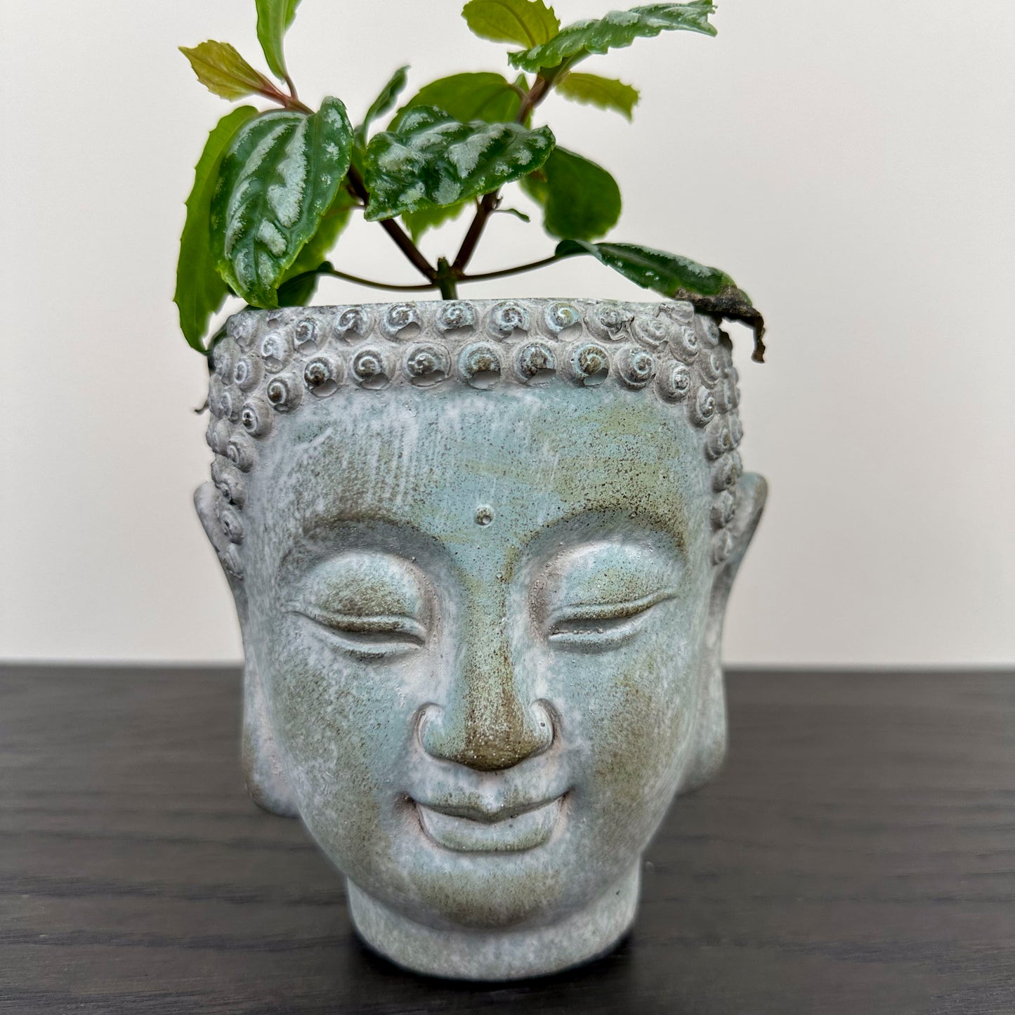 Close up of Buddha head planter holding a pilea 