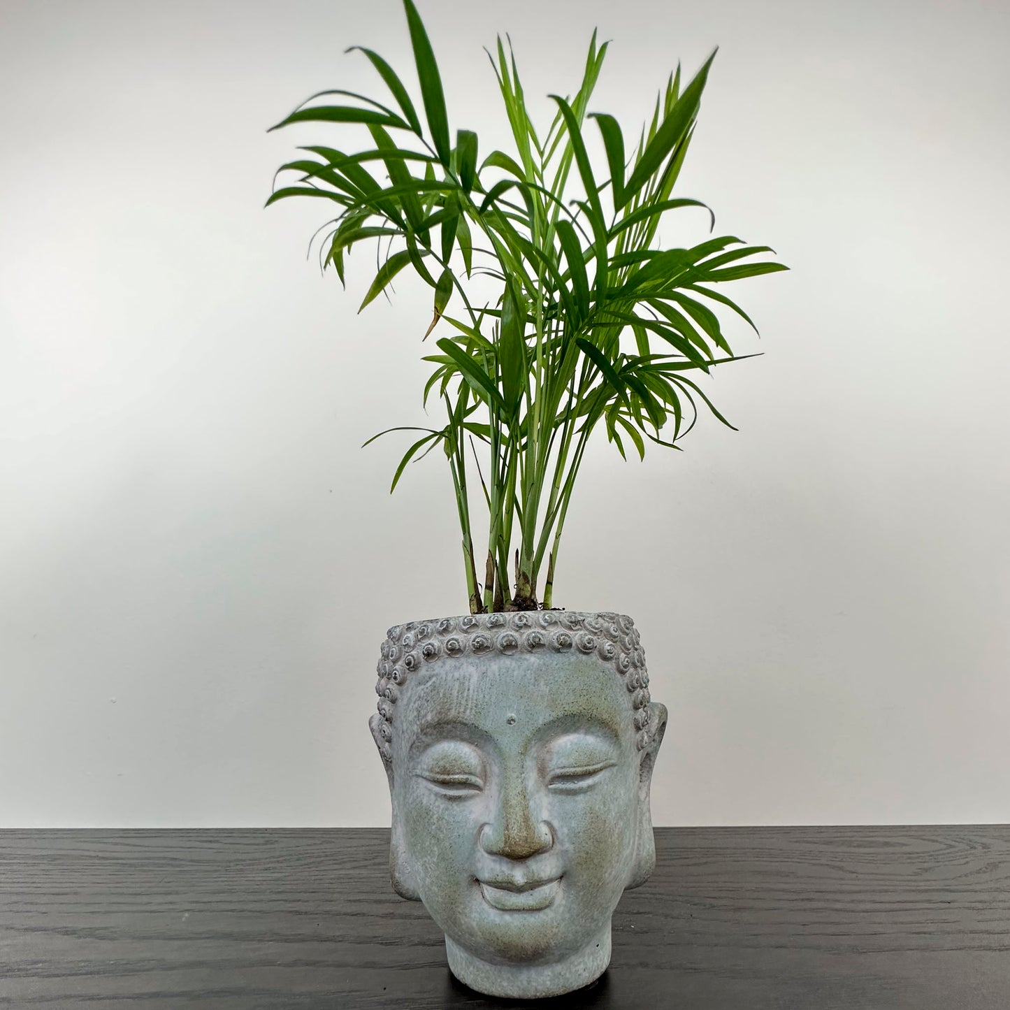 Close up of Buddha head planter holding a plam