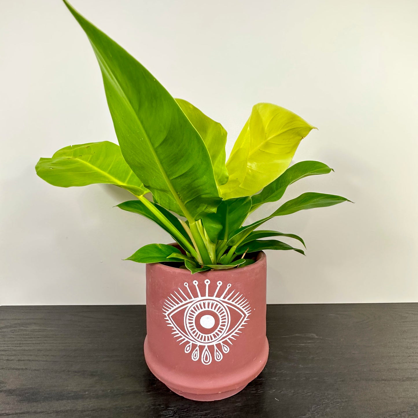 Third eye planter holding a philodendron