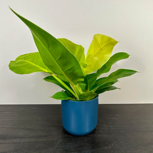 Solid blue minimalist planter holding a philodendron