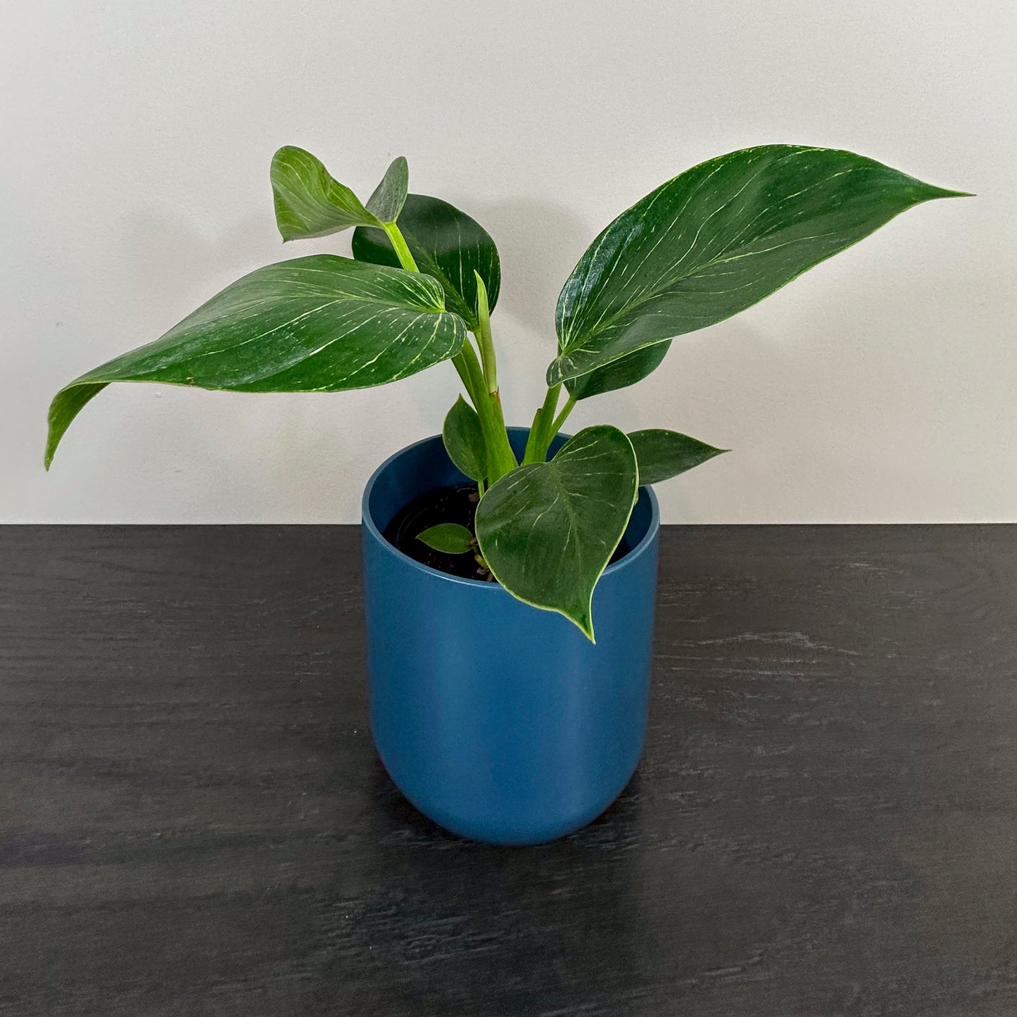 Close up of classic blue planter holding a philodendron