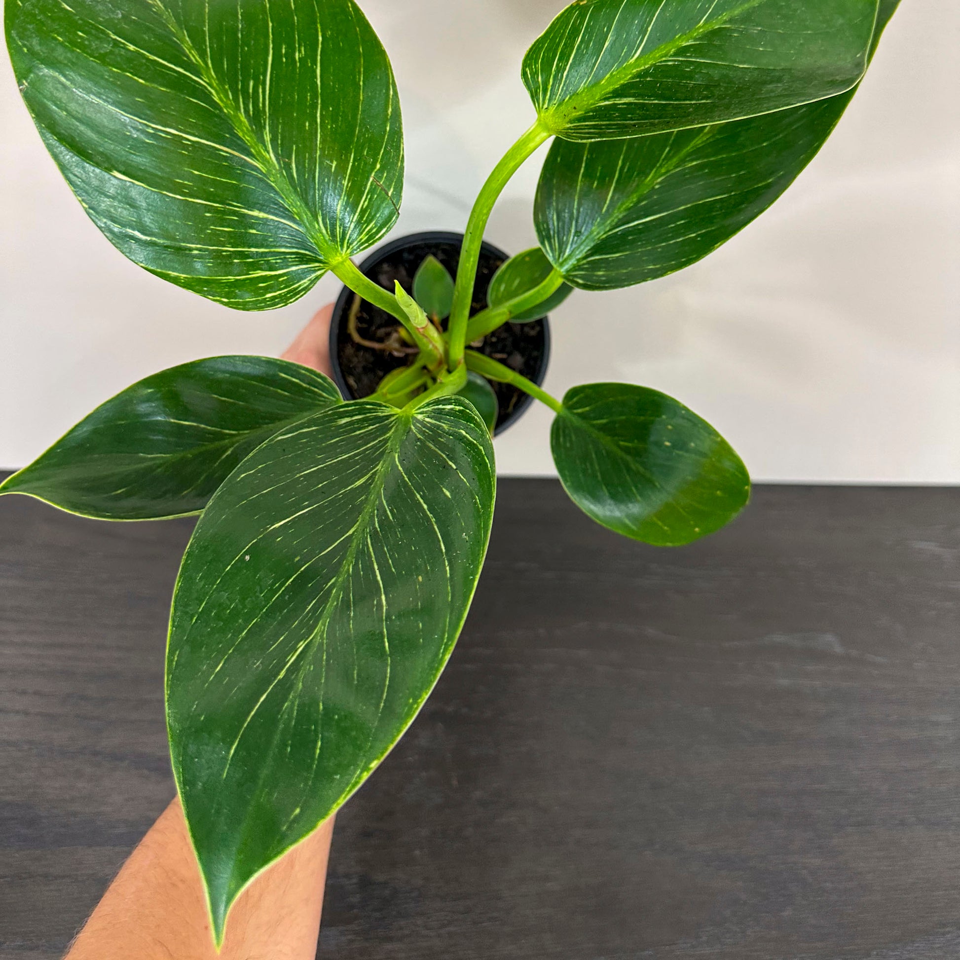 Philodendron 'Birkin' - A stylish houseplant with stunning variegated leaves.