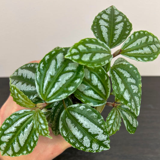 Close up of Pilea 'Aluminum plant' displaying its green and silver foliage 