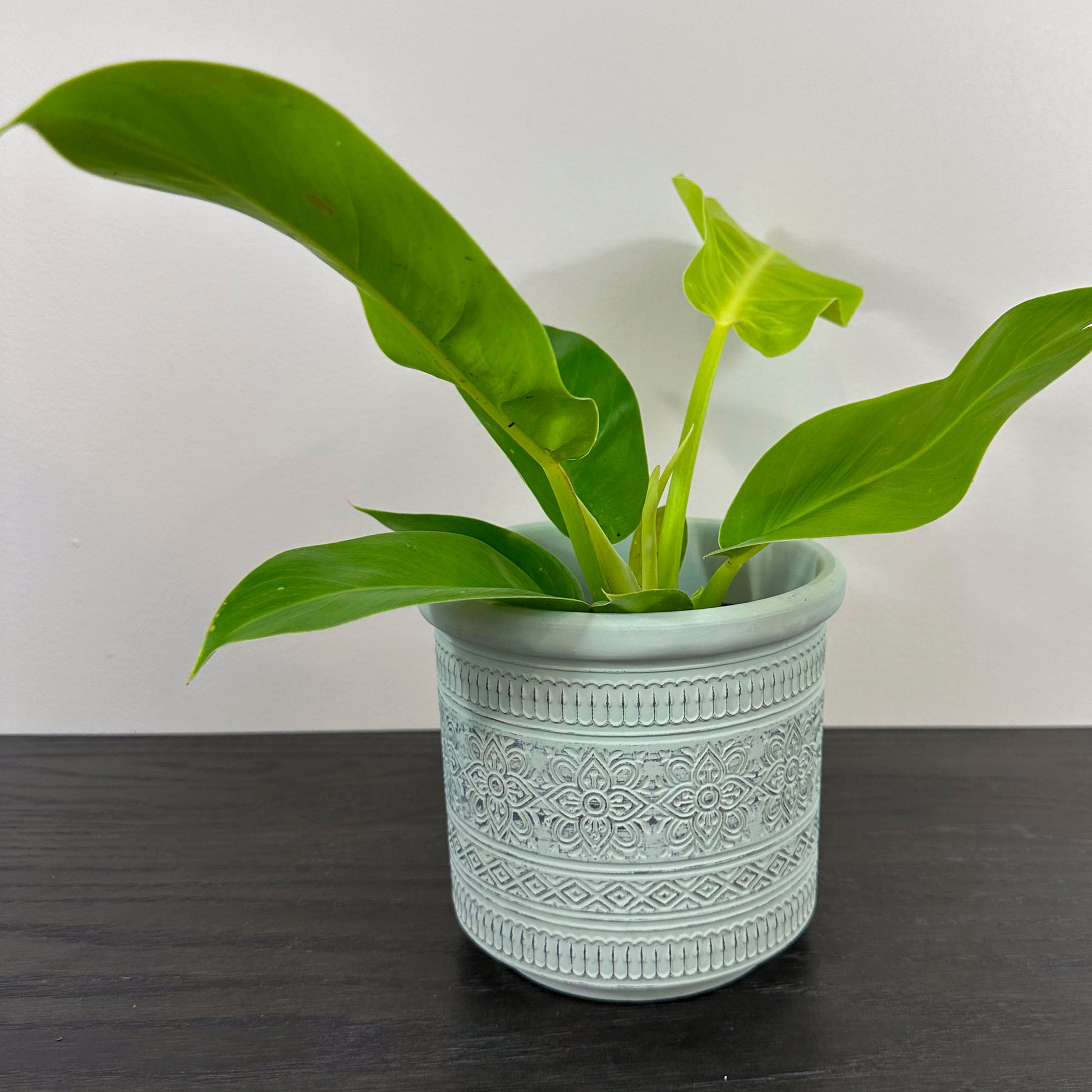 close up of mint green pot holding a philodendron 