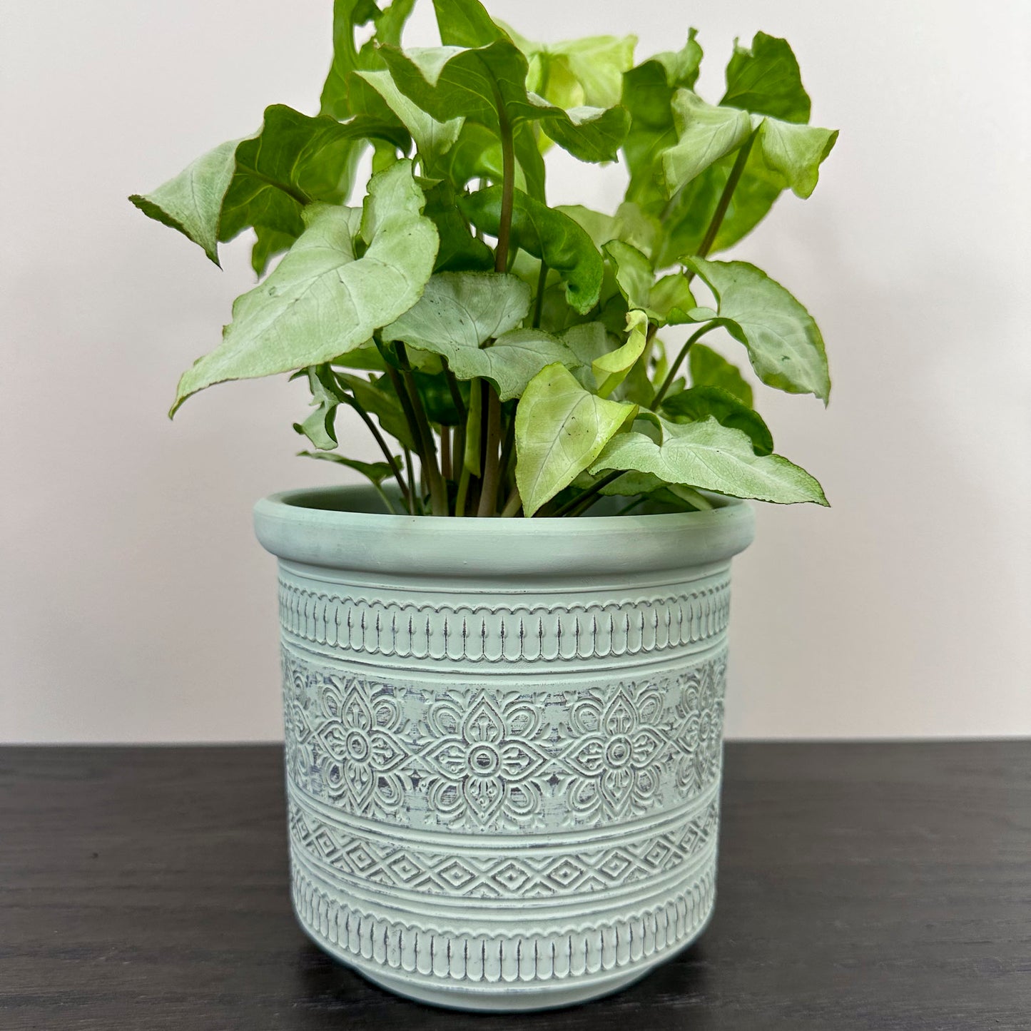 close up of mint green pot holding syngonium