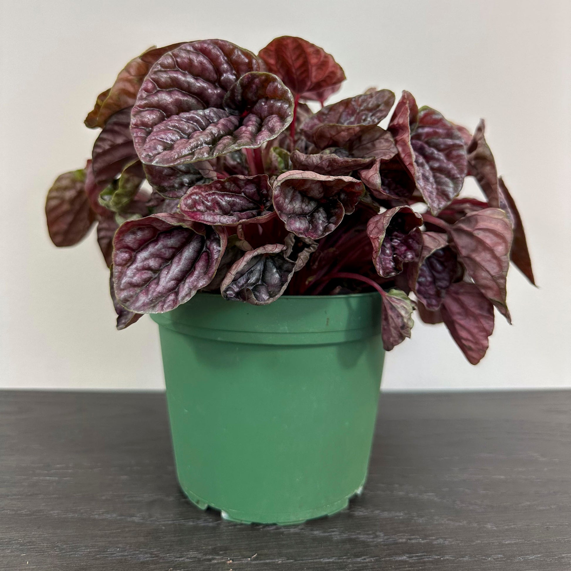 Peperomia 'Red Ripple' - A striking indoor plant with vibrant red-veined leaves.