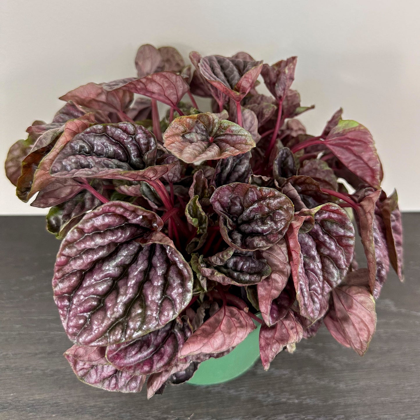 Peperomia 'Red Ripple' - A striking indoor plant with vibrant red-veined leaves.