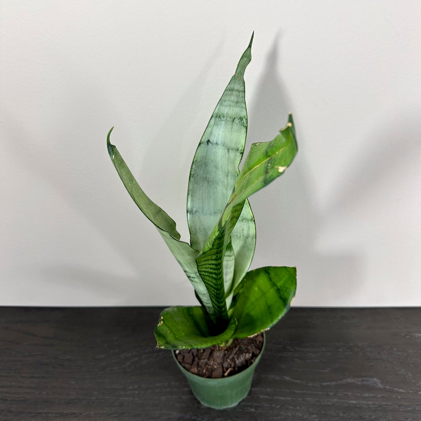 Sansevieria 'Moonshine' - A stylish and silvery-gray succulent with unique foliage.