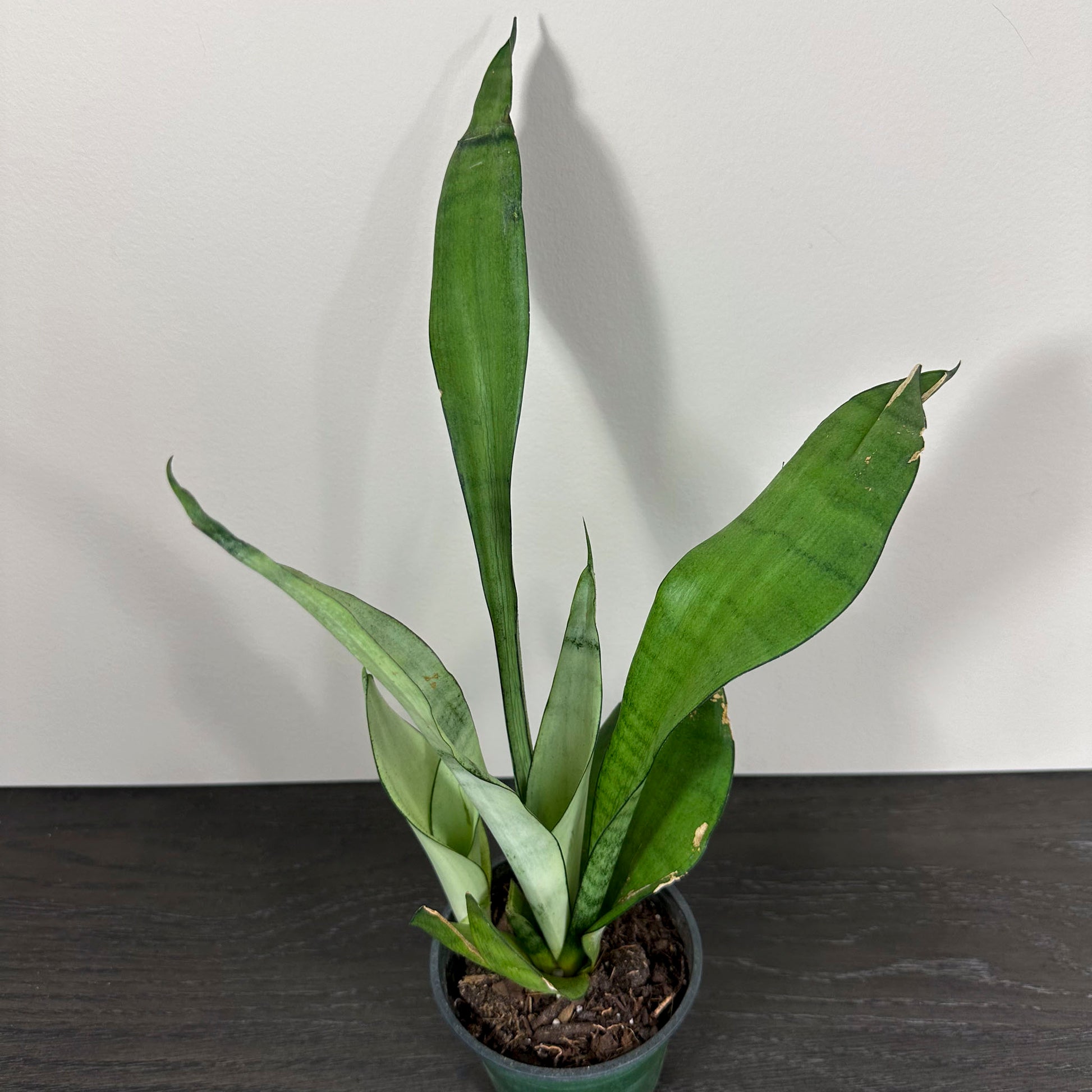 Sansevieria 'Moonshine' - A stylish and silvery-gray succulent with unique foliage.