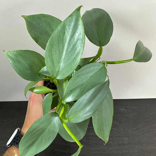 Philodendron 'Silver Sword' - An elegant houseplant with silver-toned foliage.