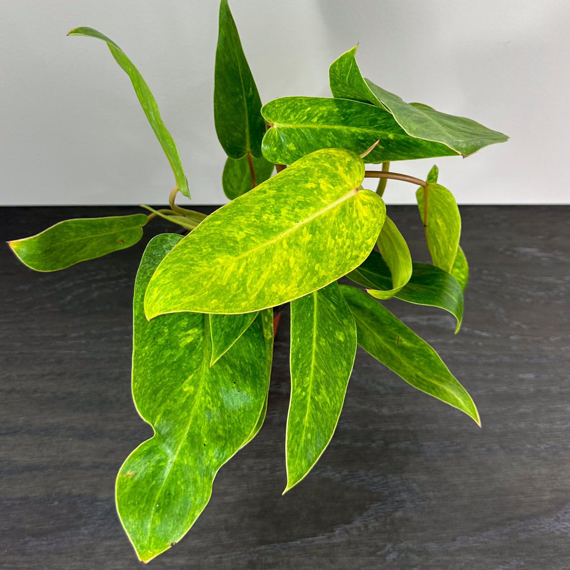 Philodendron 'Painted Lady' - A captivating indoor plant with uniquely patterned leaves.