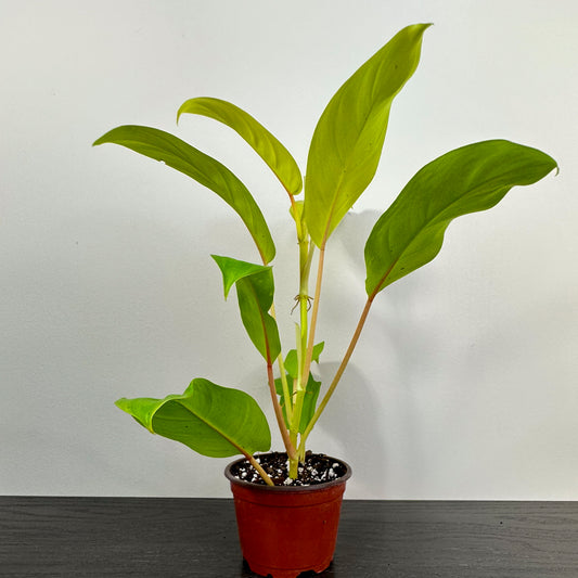 Philodendron 'Golden Goddess' - A stunning indoor plant with lush golden-hued leaves.