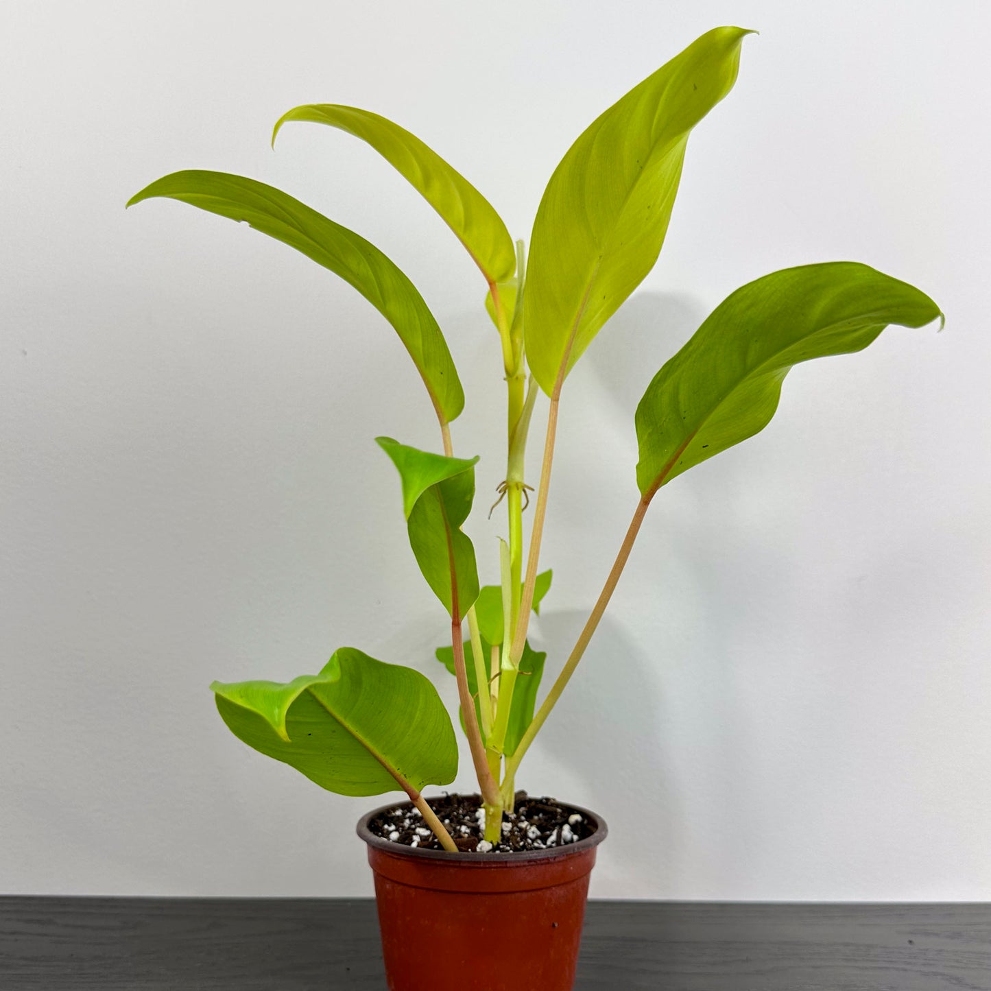 Philodendron 'Golden Goddess' - A stunning indoor plant with lush golden-hued leaves.