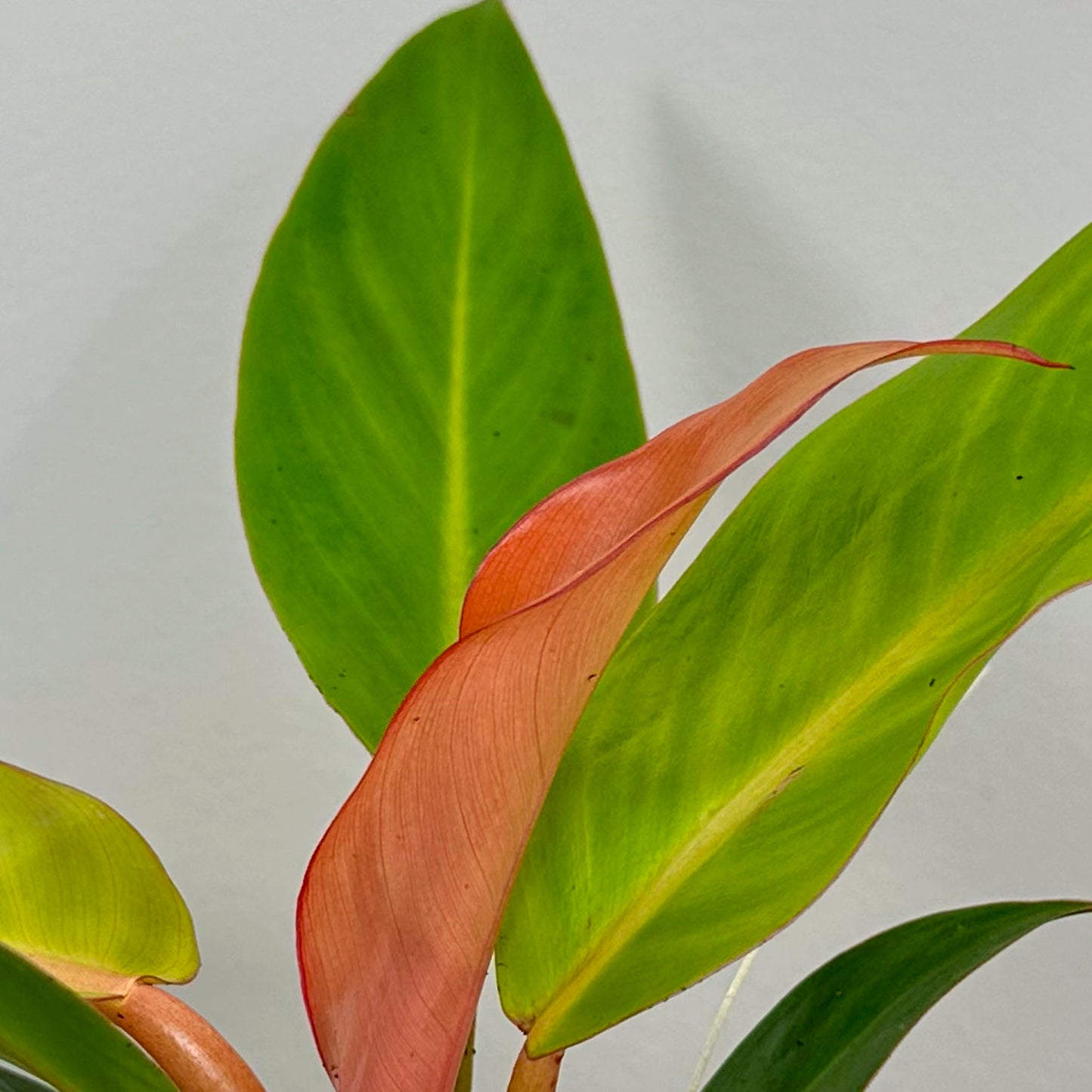 Close-up of Philodendron 'Prince of Orange' plant with vibrant orange and green leaves in a nursery pot